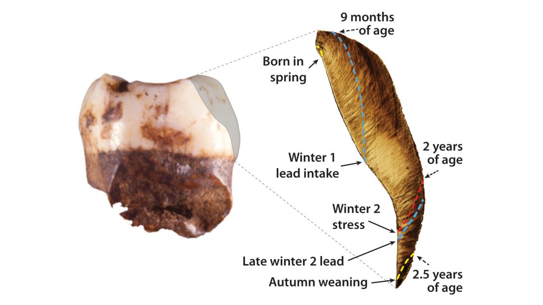 A 250,000-year-old Neanderthal child's tooth contains an unprecedented record of the seasons of birth, nursing, illness and lead exposures over the first three years of its life.