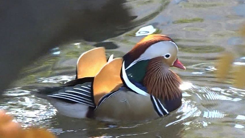 Central Park Mandarin Duck 1