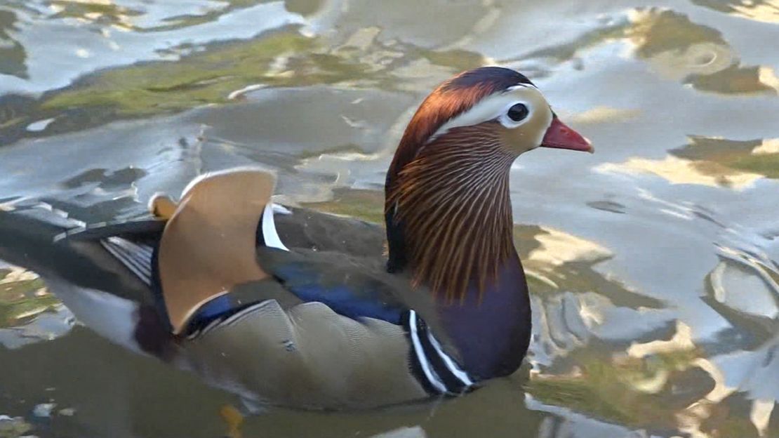 The duck has been living in Central Park since October.