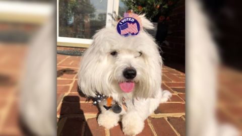voter sticker 12