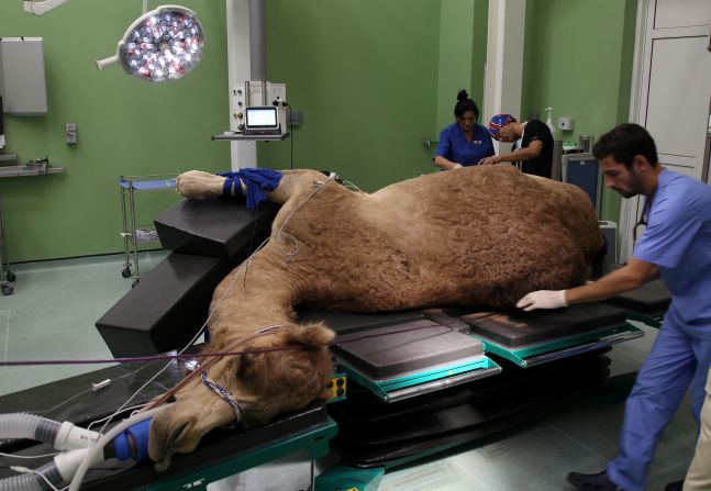 <strong>Animals:</strong> It's unlikely that you'll leave the UAE without encountering one of country's beloved camels. A camel hospital recently opened in Dubai. 
