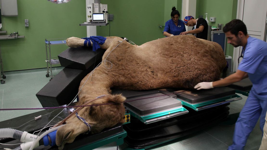 Healing for hump-backs: The Dubai Camel Hospital.