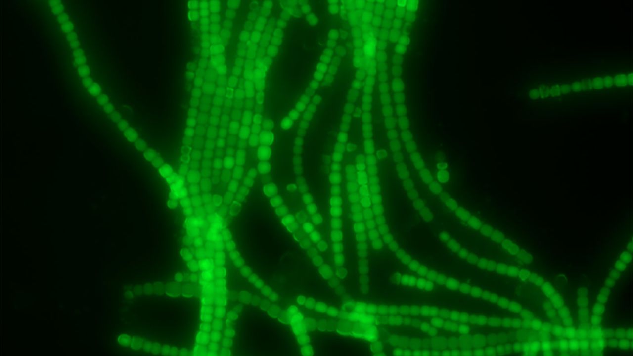 Cyanobacteria appear in green.