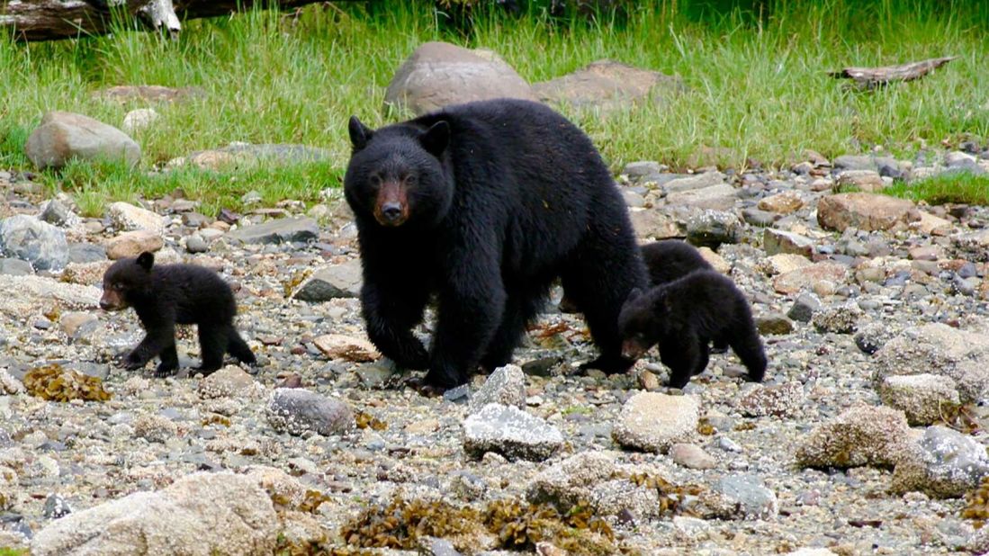 <strong>Clayoquot Wilderness Resort:</strong> Depending on the time of year, bears can regularly be seen around the resort -- at a safe distance, of course. 
