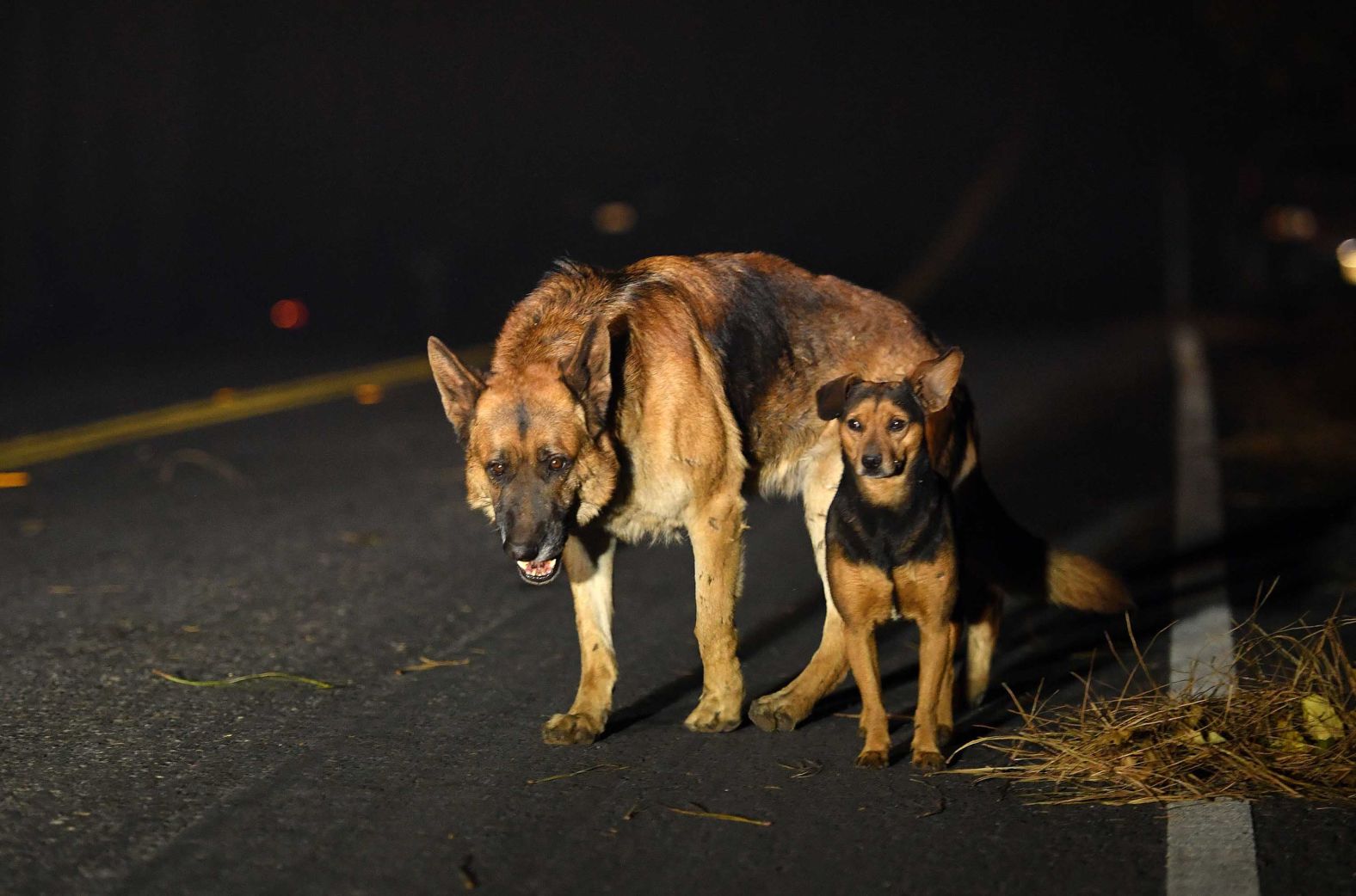 Dogs roam a burned-out neighborhood in Paradise.