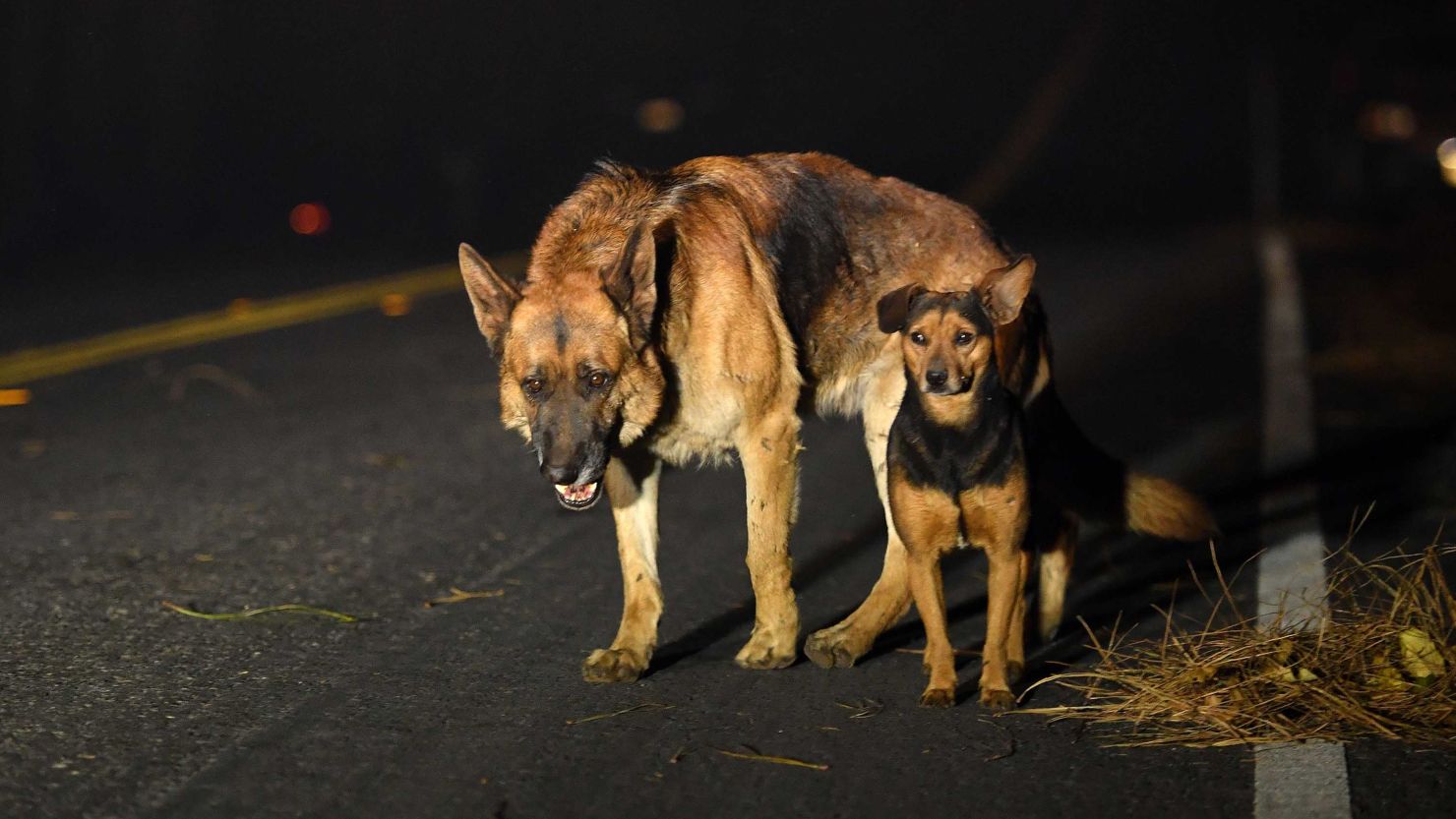 Dogs roam burned out neighborhoods as the Camp fire tears through Paradise, California.