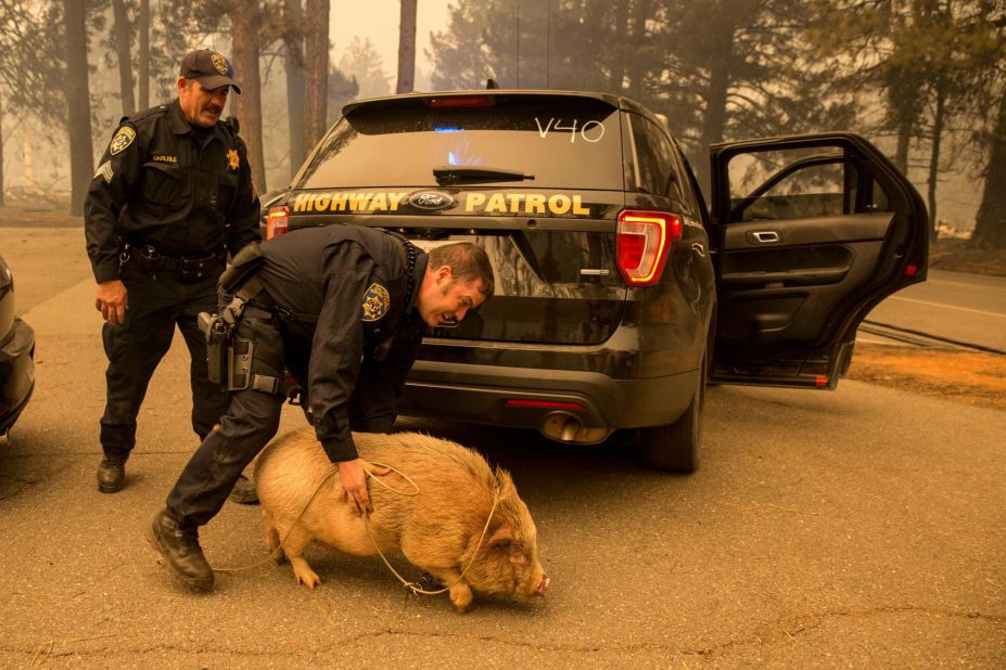 California Highway Patrol officers attempt to transfer a potbelly pig they rescued in Butte County on November 8.