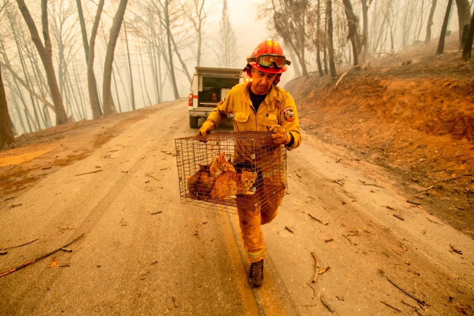 Fire Capt. Steve Millosovich, battling the Camp Fire in Big Bend, carries a cage of cats that fell from an evacuee's pickup.
