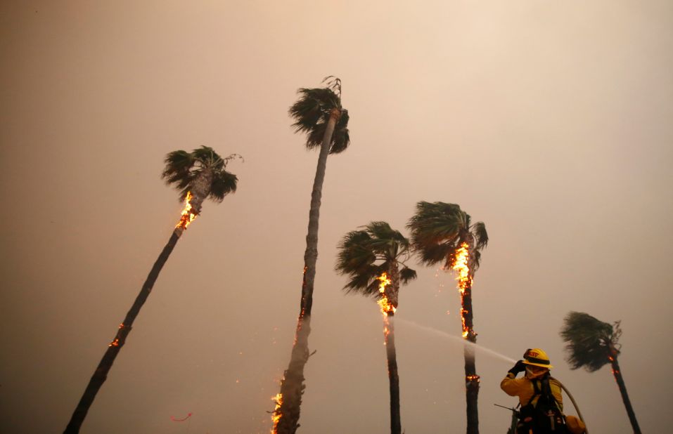 A firefighter sprays down palm trees as the Woolsey Fire burns in Malibu on November 9. 