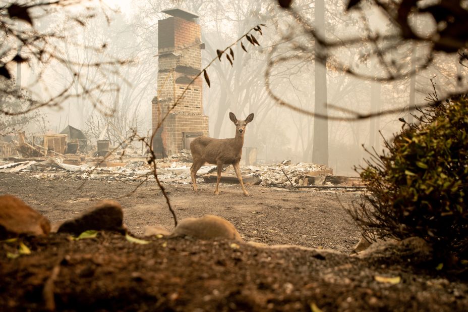 A deer looks on from a burned residence in Paradise on November 10.