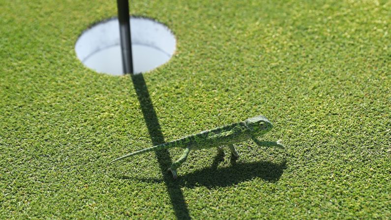 A chameleon crosses the 13th green at Gary Player Country Club ahead of the Nedbank Golf Challenge in Sun City, South Africa on November 6.