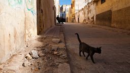 A file photograph of a cat in Morocco. Details of where the UK resident contracted rabies in Morocco has not been released by health officials.