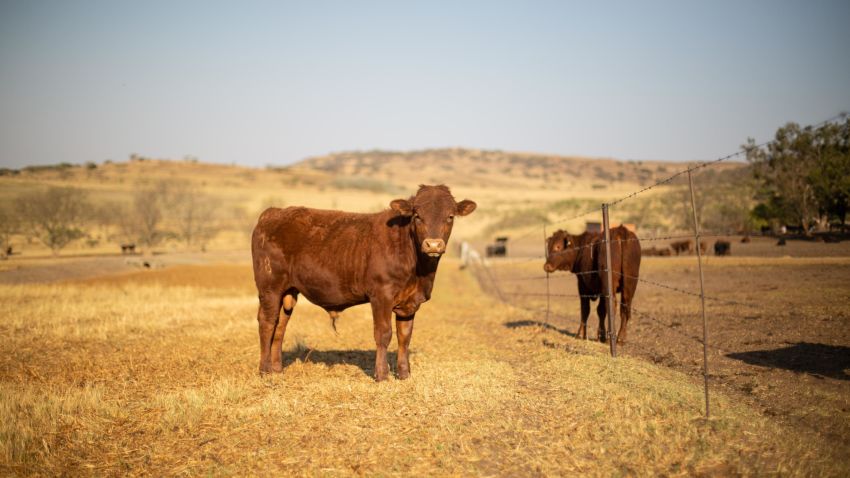 In Besters, a cattle district of rolling grassland hills and acacia trees, the farmers are grappling hands-on with one of South Africa's most challenging historical problems.
