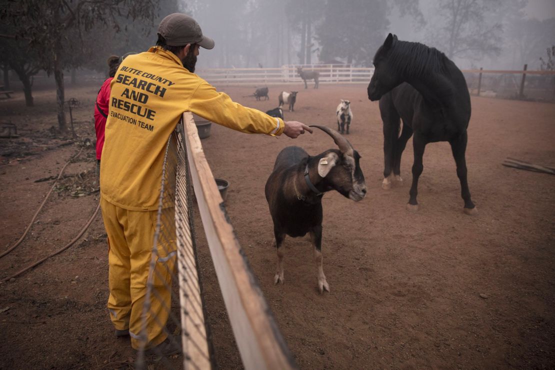 A Butte County Sheriff Search and Rescue crew rescue animals from the Camp Fire.