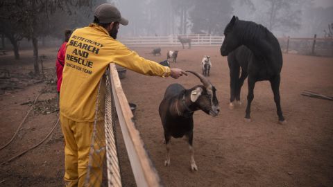 California communities rally to save animals caught in wildfires | CNN
