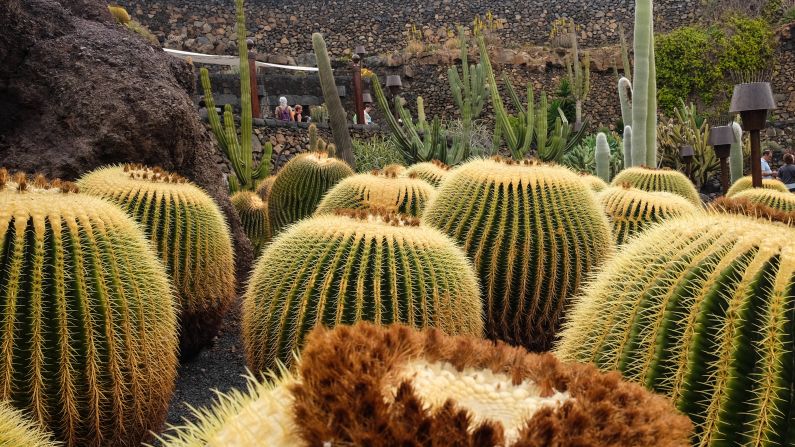 <strong>Prickly attraction:</strong> The Jardín de Cactus features 10,000 cacti from all over the world. It's one of the top attractions on Lanzarote. 
