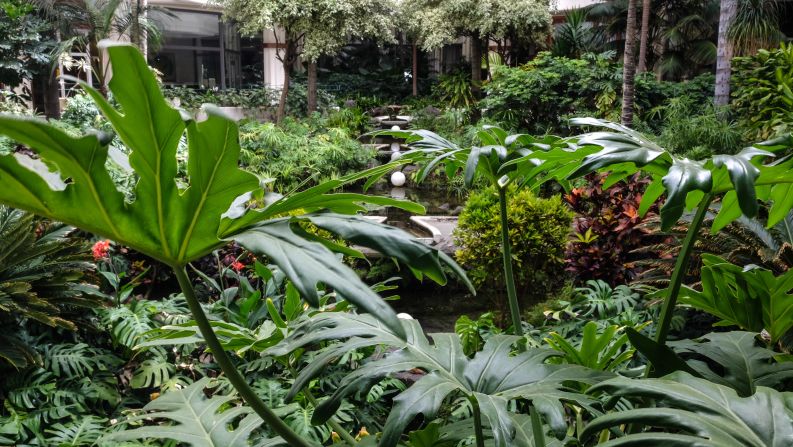 <strong>Dense foliage:</strong> The hotel's central atrium is filled with a verdant display of vegetation that has grown up over the decades since it opened. 