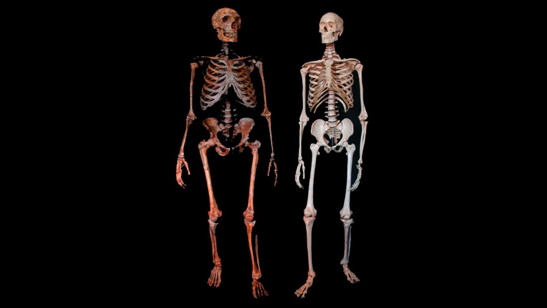 A Neanderthal fossil, left, and a modern human skeleton. Neanderthals have commonly be considered to show high incidences of trauma compared with modern humans, but a new study reveals that head trauma was consistent for both.