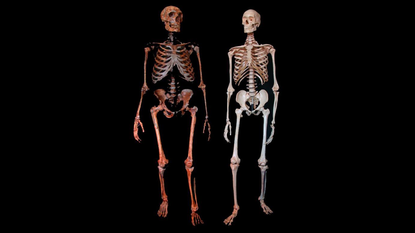 A Neanderthal fossil, left, and a modern human skeleton. Neanderthals have commonly be considered to show high incidences of trauma compared with modern humans, but a new study reveals that head trauma was consistent for both.