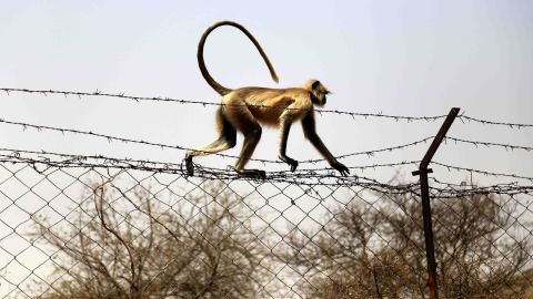 A file image of monkey in India, where large numbers of primates have been reported in some cities.