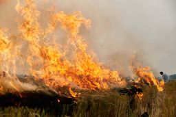 Crop burning is one of the biggest sources of pollution in northern India. 