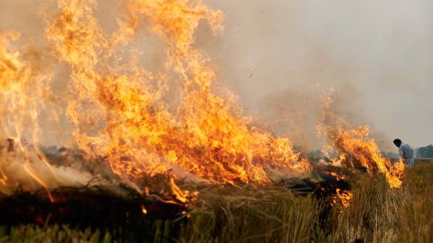 Crop burning is one of the biggest sources of pollution in northern India. 