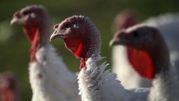 PETALUMA, CA - NOVEMBER 21:  Broad Breasted White turkeys stand in their enclosure at Tara Firma Farms on November 21, 2017 in Petaluma, California. An estimated forty six million turkeys are cooked and eaten during Thanksgiving meals in the United States.  (Photo by Justin Sullivan/Getty Images)