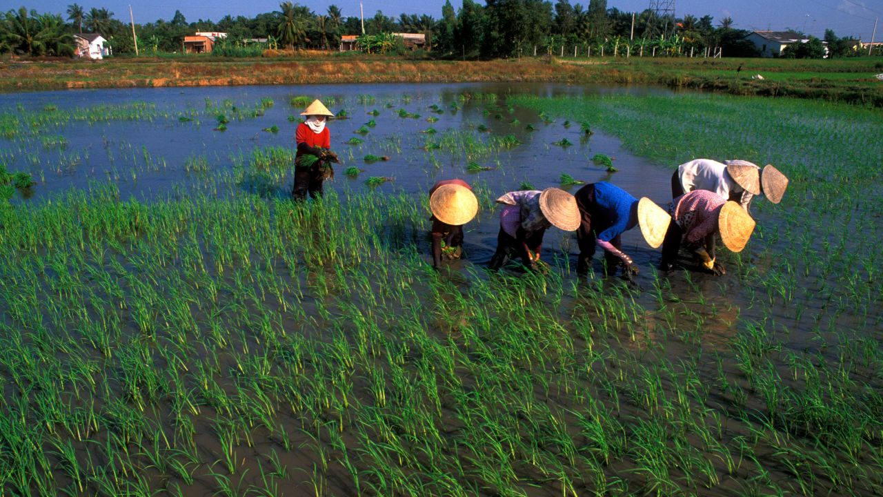 Many local farmers are engaged in rice production, particularly in the Mekong Delta in Vietnam, pictured here, also known as "Asia's rice bowl." <br /><br /> 