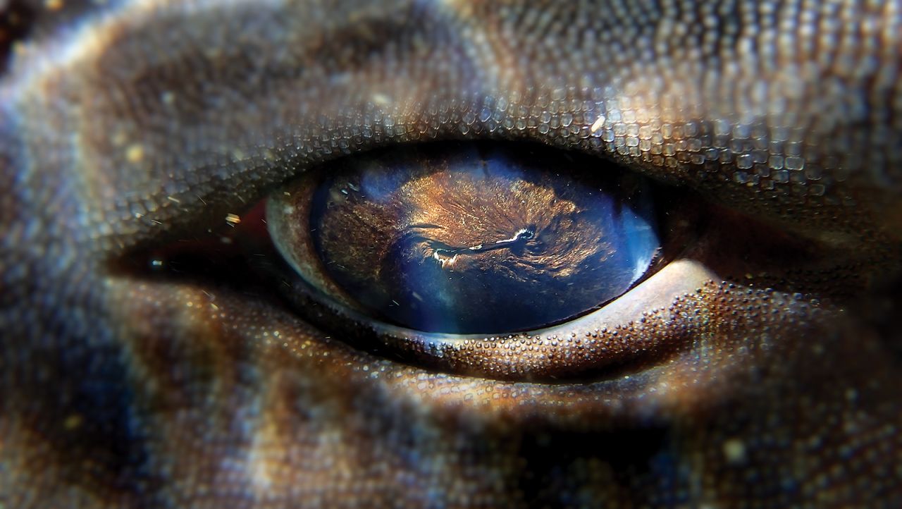 Over the years Foster has taken thousands of intimate photos of wildlife, including this extreme close up of a pyjama catshark's eye.
