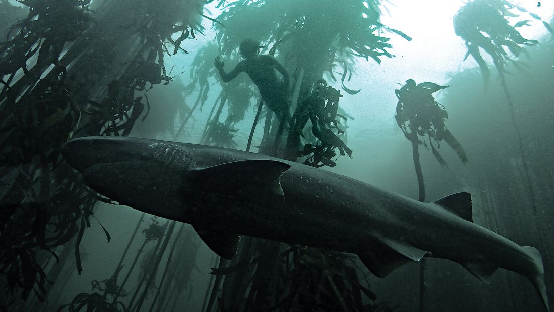 Over the past eight years they have got to know many of the sea creatures that call the kelp forest home, including a number of shark species that patrol the area. Foster introduced his son Tom to this underwater world and watched as the young boy developed an affinity with sharks, eventually riding the dorsal fin of a sevengill shark, pictured.