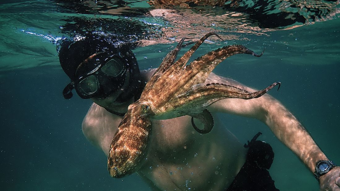 It took years of diving and learning how to completely relax around animals before they started engaging with them. Foster said one of his most memorable encounters was his relationship with an extremely shy octopus, pictured. 