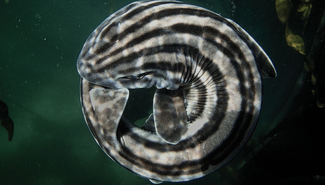 Foster added that there is very little to fear from the animals, including predators like the pyjama catshark, pictured here. 