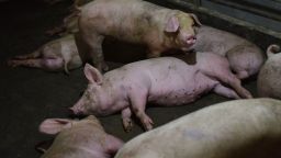 This photo taken on August 10, 2018 shows pigs resting in a pen at a pig farm in Yiyang county, in China's central Henan province. - The powdery yellow mixture of soybean-based feed for pigs -- one-fifth soy -- has become pricier as the trade spat between China and the US escalates, with Beijing slamming US soybean imports with tariffs of 25 percent last month. (Photo by GREG BAKER / AFP) / TO GO WITH China-US-trade-pork, FOCUS by Becky DAVIS        (Photo credit should read GREG BAKER/AFP/Getty Images)