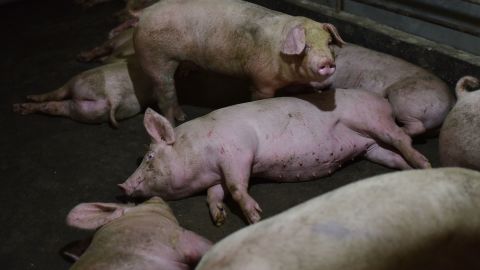 Pigs resting in a pen at a pig farm in Yiyang county, in China's central Henan province, in August 2018.