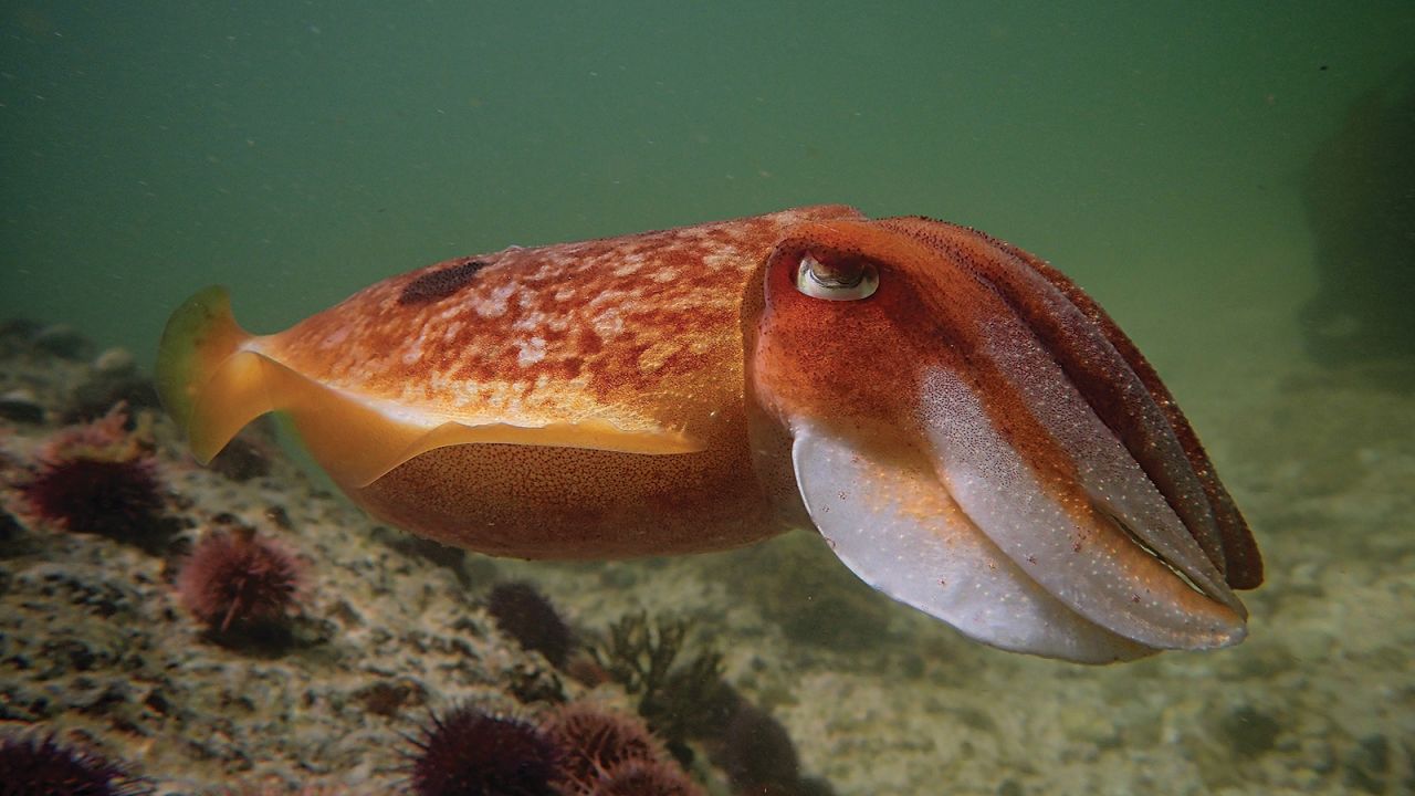 The book is both a visual story showcasing species like the patchwork cuttlefish pictured here, and a tale of the divers' psychological transformation. "It tells an emotive story about a lot of time spent in a pristine wilderness that not a lot of people know about," said Frylinck.