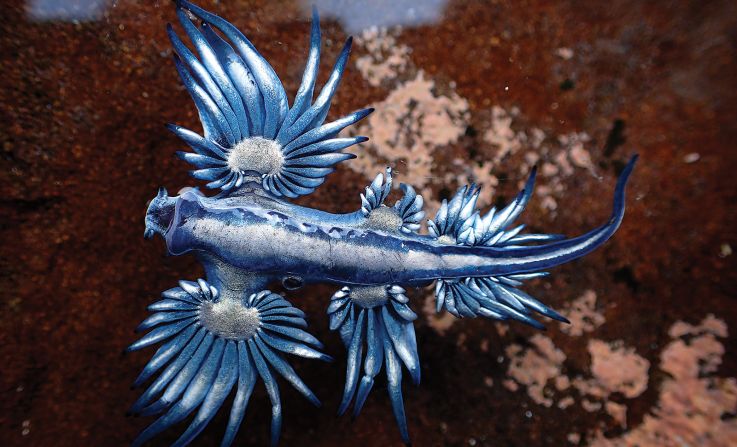 Foster, who is both a naturalist and filmmaker, has discovered seven new species and dozens of incredible behavioral traits. The book details how this blue dragon eats the venomous <a href="index.php?page=&url=https%3A%2F%2Fwww.britannica.com%2Fanimal%2FPortuguese-man-of-war" target="_blank" target="_blank">"Portuguese man o' war"</a> and stores their stinging cells in its own body to repel predators. 