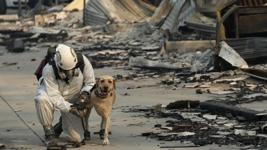 A search and rescue worker tends to his dog while searching for human remains at the Camp Fire, Friday, Nov. 16, 2018, in Paradise, Calif. (AP Photo/John Locher)