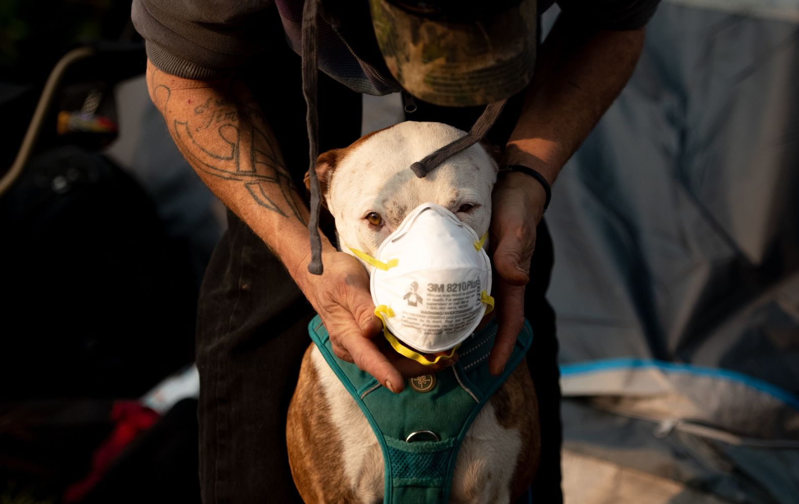 Jason House attempts to put a respirator mask on his dog Rowland on November 17.
