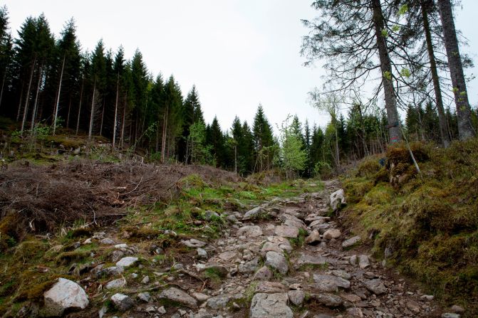 To clear the way for the 1,000 new saplings that will be used to print the books, older trees have been cut down and the wood will be used to line the room where the manuscripts will be kept.