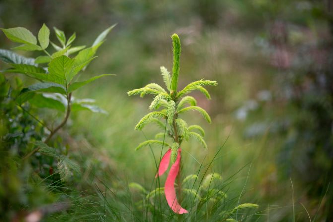 One of the 1,000 spruce saplings currently growing in the forest. The project is managed by the Future Library Trust, chaired by Anne Beate Hovind.