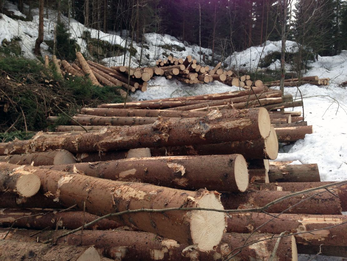 Trees from the forest will line the Silent room.