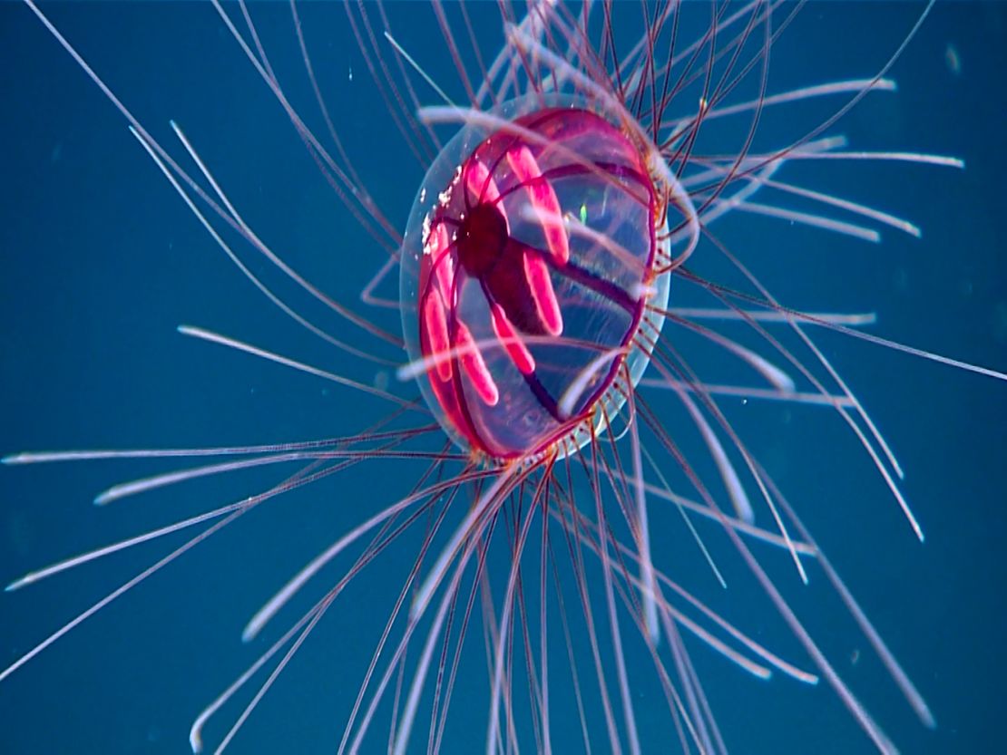 psychedelic medusa jellyfish deep sea exploring