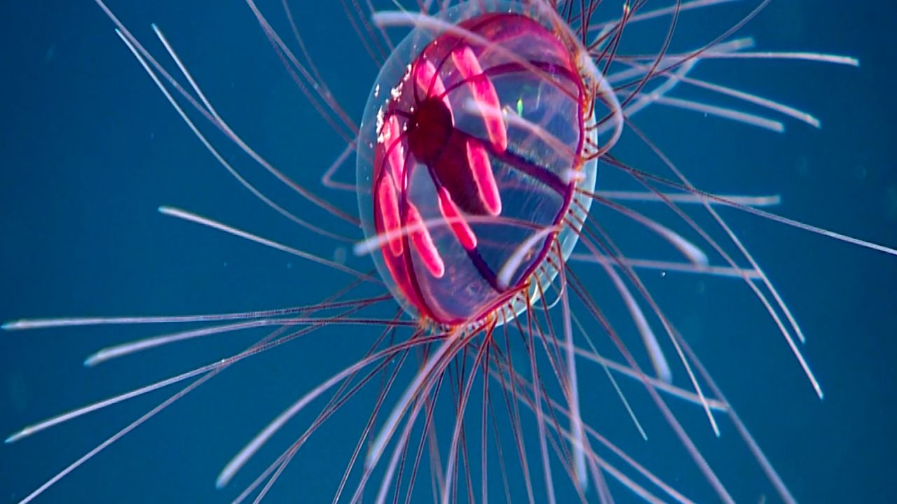 psychedelic medusa jellyfish deep sea exploring