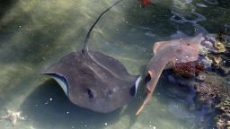 Photo taken on July 11, 2010 shows a shovel-nose ray (R) passing a stringray (L) at the Living Reef aquarium on Daydream Island in the Whitsundays archipelago off Queensland. The unique man-made, open air lagoon contains a range of fish and coral species from the Great Barrier Reef and is the largest salt water tank in the Southern Hemisphere.  AFP PHOTO / Torsten BLACKWOOD (Photo credit should read TORSTEN BLACKWOOD/AFP/Getty Images)