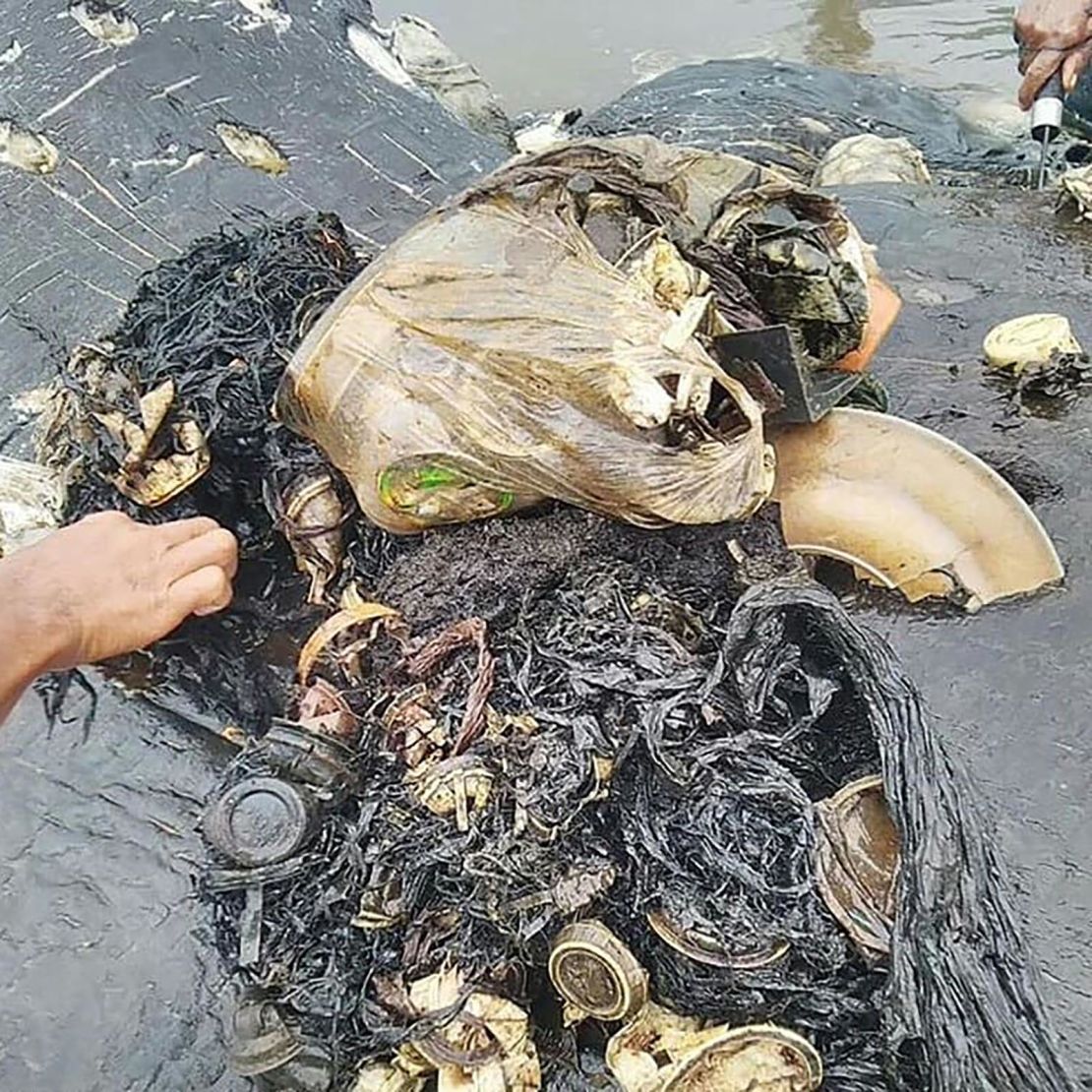 More than 1,000 pieces of plastic were found inside the whale's stomach.