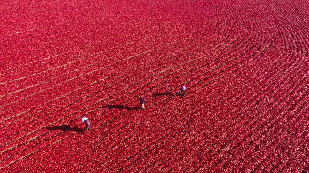 <strong>Xinjiang, China:</strong> Red peppers are aired following the fall harvest in northwest China's Xinjiang Province. 