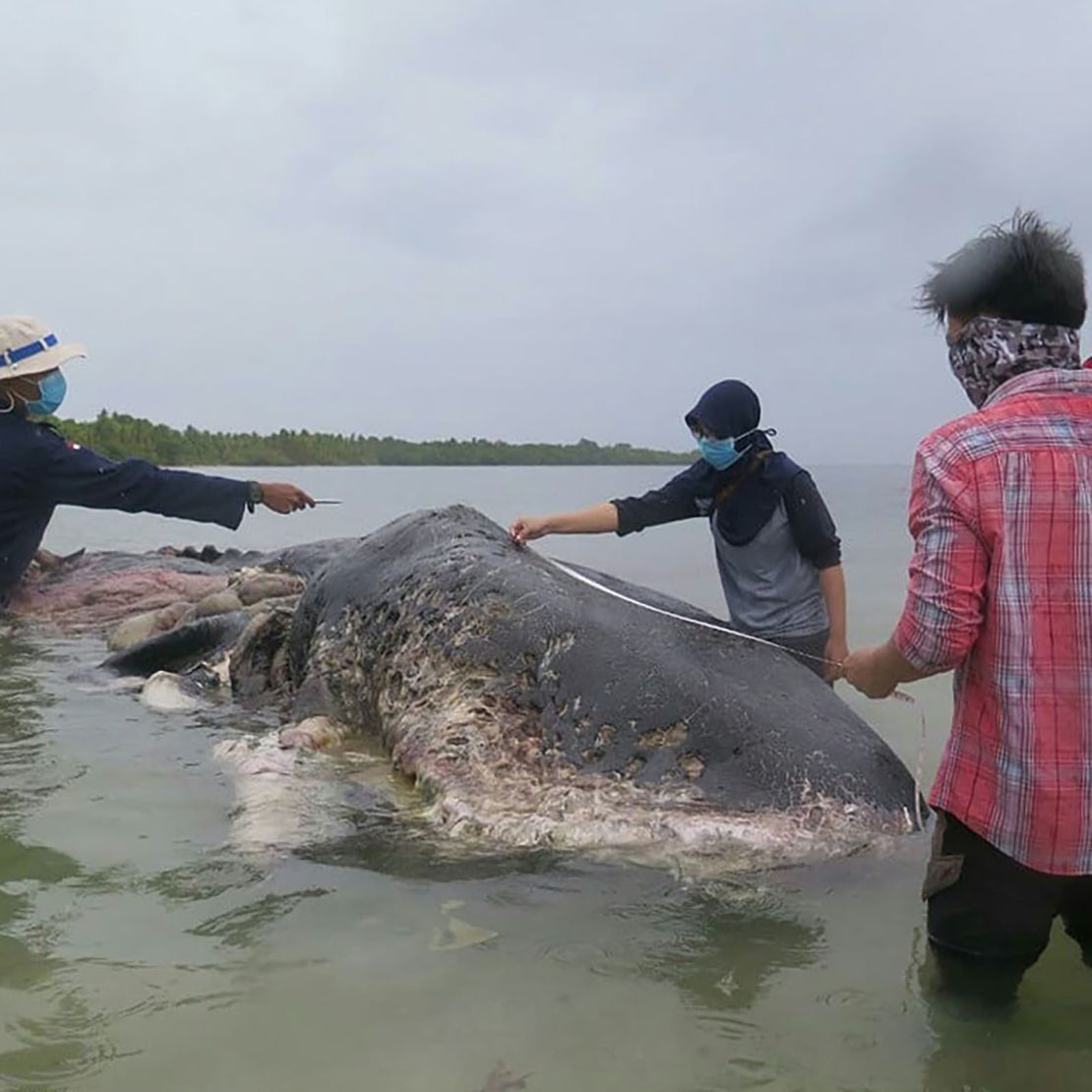 Researchers measure the whale.