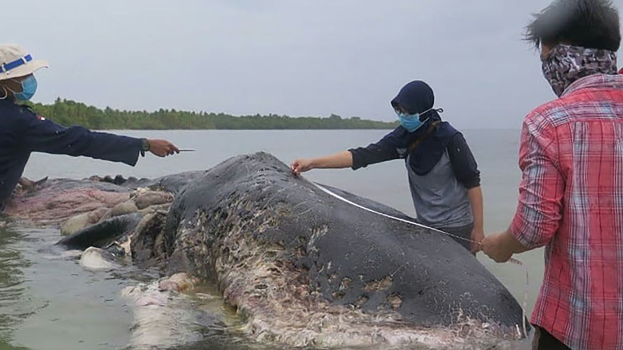 Researchers measure the whale.