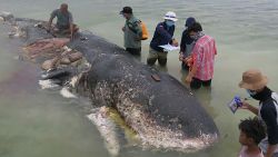 WWF Indonesia said in an Instagram post and Twitter thread that the sperm whale's rotten carcass was found on 18 November on Kapota Island, Wakatobi national park.
Researchers found 5.9 kg of plastic waste in the whale's stomach containing 115 plastic cups, 25 plastic bags, 2 flip flops, 4 plastic bottles, and over a thousand other plastic pieces.