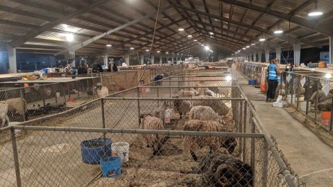 More animals in shelter care than people' after California wildfires | CNN More animals in shelter care than people' after California wildfires | CNN